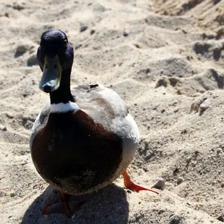 Quartier Hohe Geest 9 - Wolke 9 Apartament *